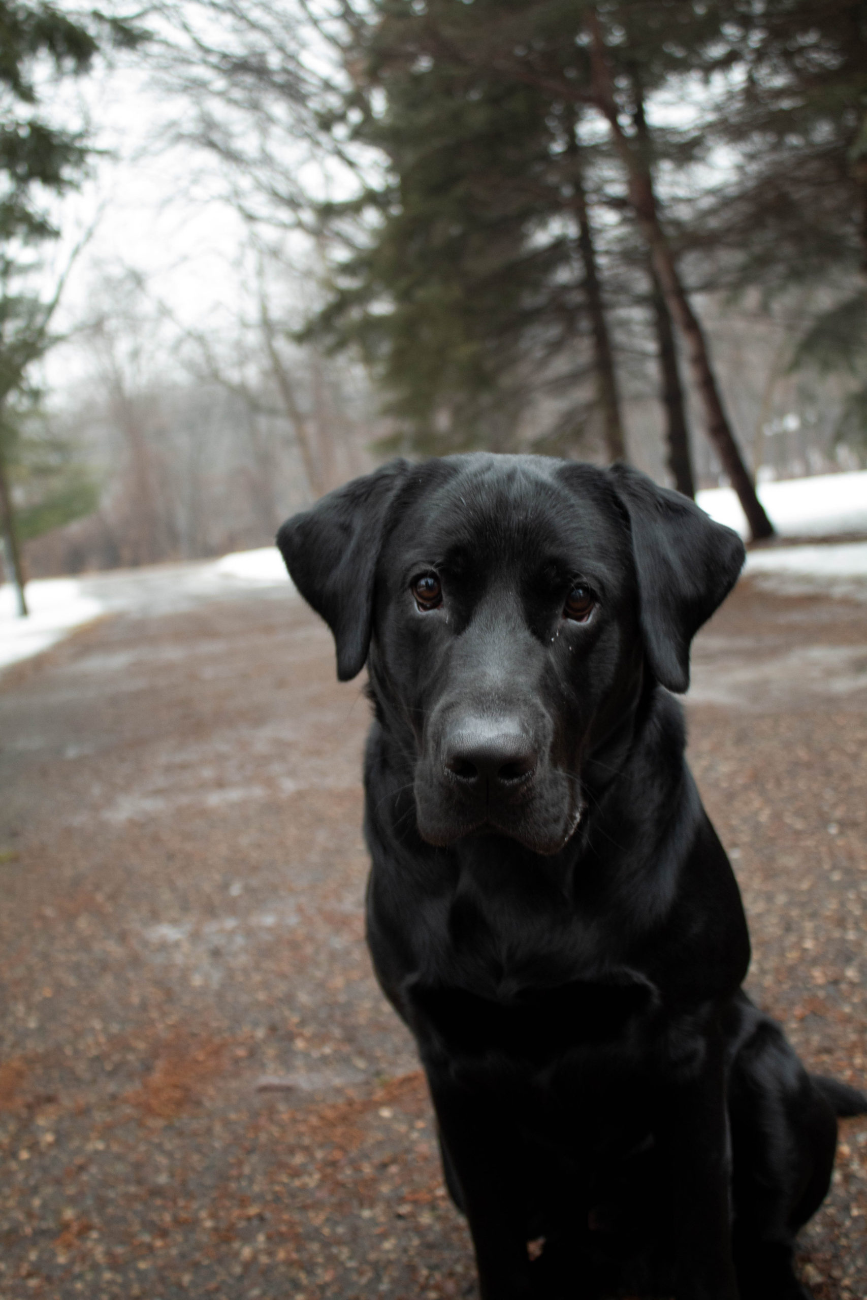 Animal Portraiture